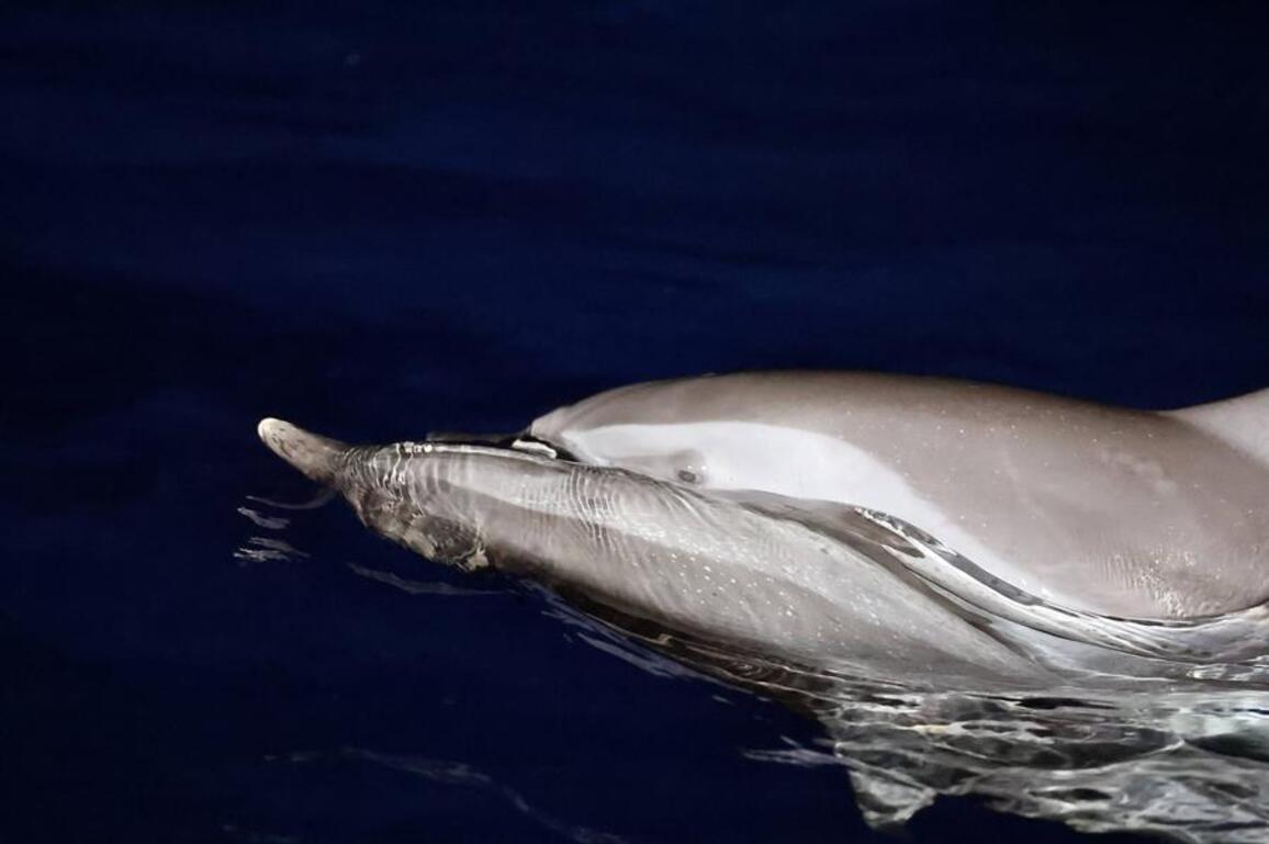 InPics | A night encounter with dolphins in the South China Sea