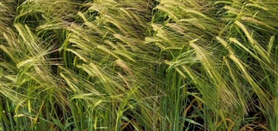 Intergrain's Zena CL has been accredited as malting barley. Image courtesy Grains Australia.