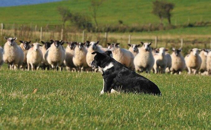 Covid-19 drives adoption of technology in sheepdog sales