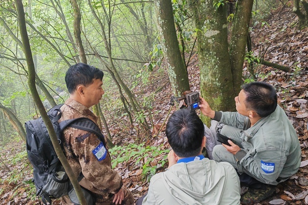 CHINA-GUIZHOU SNUB-NOSED MONKEY-MONT FANJINGSHAN-PROTECTION (CN)