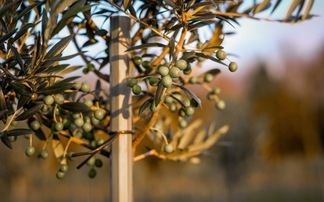 Most northerly commercial olive grove completes first UK harvest