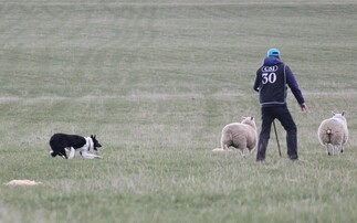 Working Dogs: Kevin Evans clinches Four Nations Nursery title