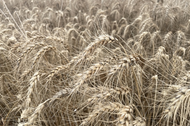 A wet start to summer has hindered some crop harvesting.