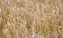 Heineken backs regen farmers with barley switch