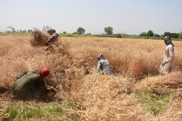 PAKISTAN-LAHORE-WHEAT-HARVEST