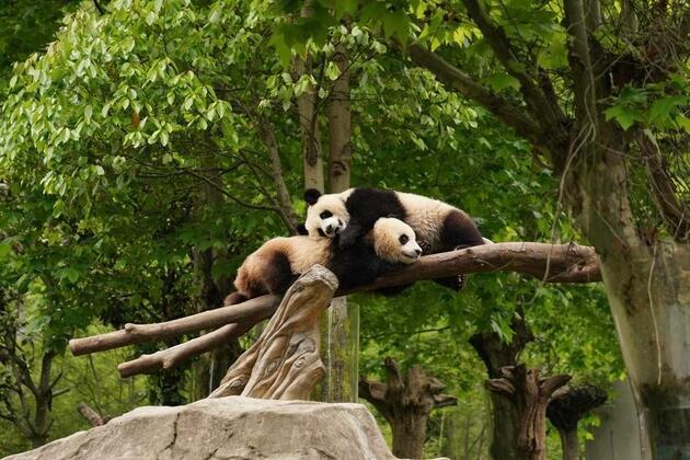 Advanced technology boosts panda conservation in China