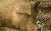 Second piggery questioned on cruelty