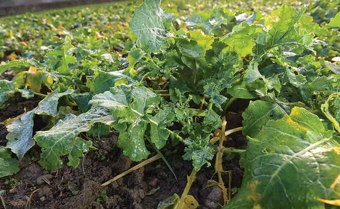 Weather played bigger role than flea beetle in poor OSR performance last year