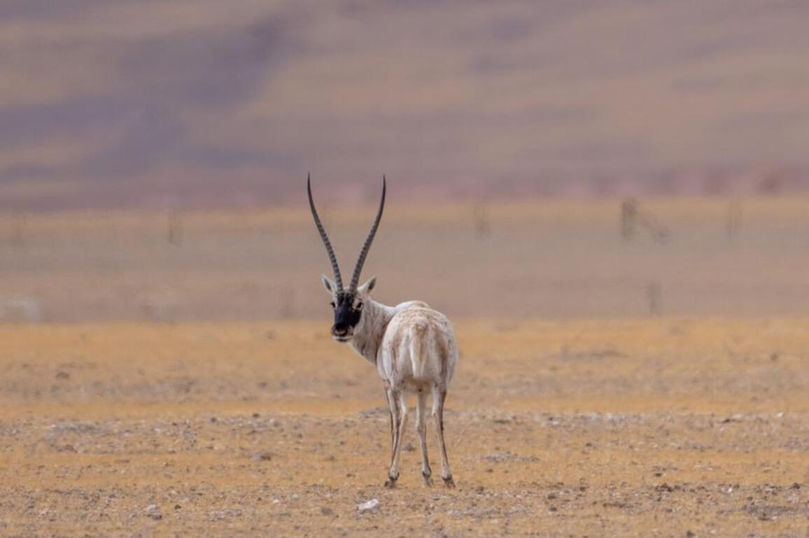 Digital-tech shields thriving biodiversity in China's national parks