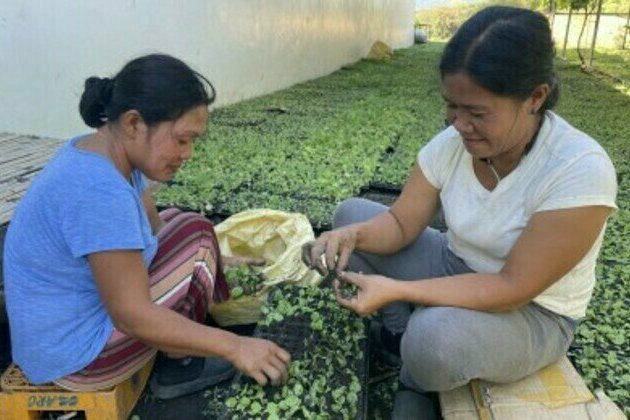 Tobacco farming boosted in Ilocos Norte town