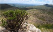 Mineração e pecuária ameaçam biodiversidade dos campos rupestres