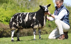 Dutch Spotteds lead Worcester pedigree female sale at 4900gns