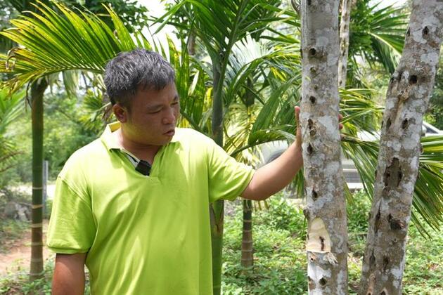 Agarwood industry blossoms in China's Hainan