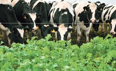 Outwintering in-calf heifers halves feed costs