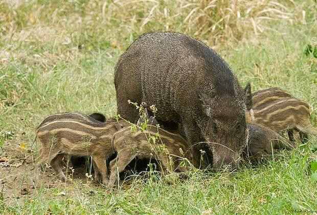 Worried Italian pork industry says wild boars source of swine fever