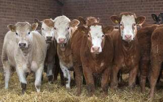 New licence for cattle from bTB restricted holdings announced