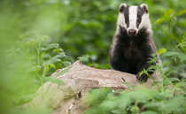 Badger vaccination should not be presented as a stand-alone route to eradicating bTB, say researchers