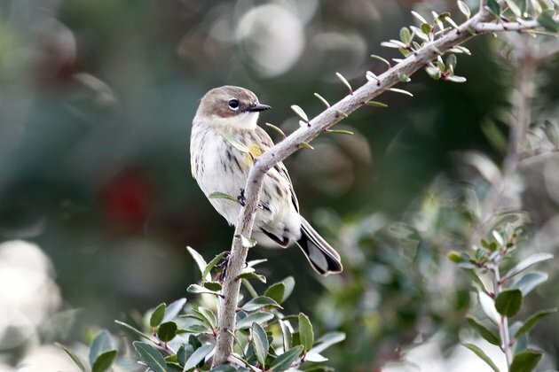 North American Birds&#039; Bodies Shrinking, Wings Growing, Study Finds
