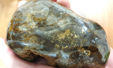 Polished gossanous quartz vein with abundant visible gold sampled from the Brians pit