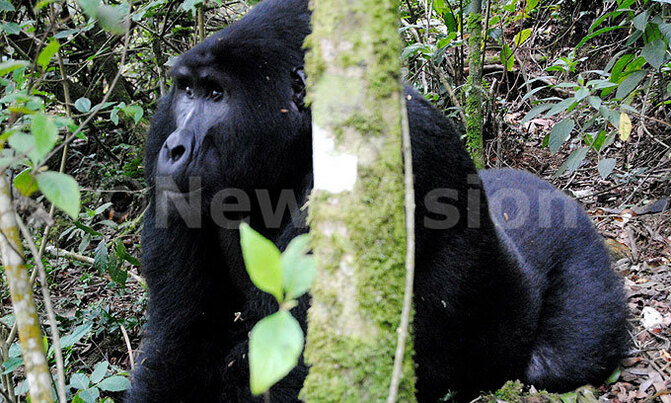 Human-gorilla conflict management efforts pay off Human-gorilla conflict management efforts pay off