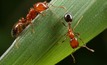 Tramp ant threat neutralised
