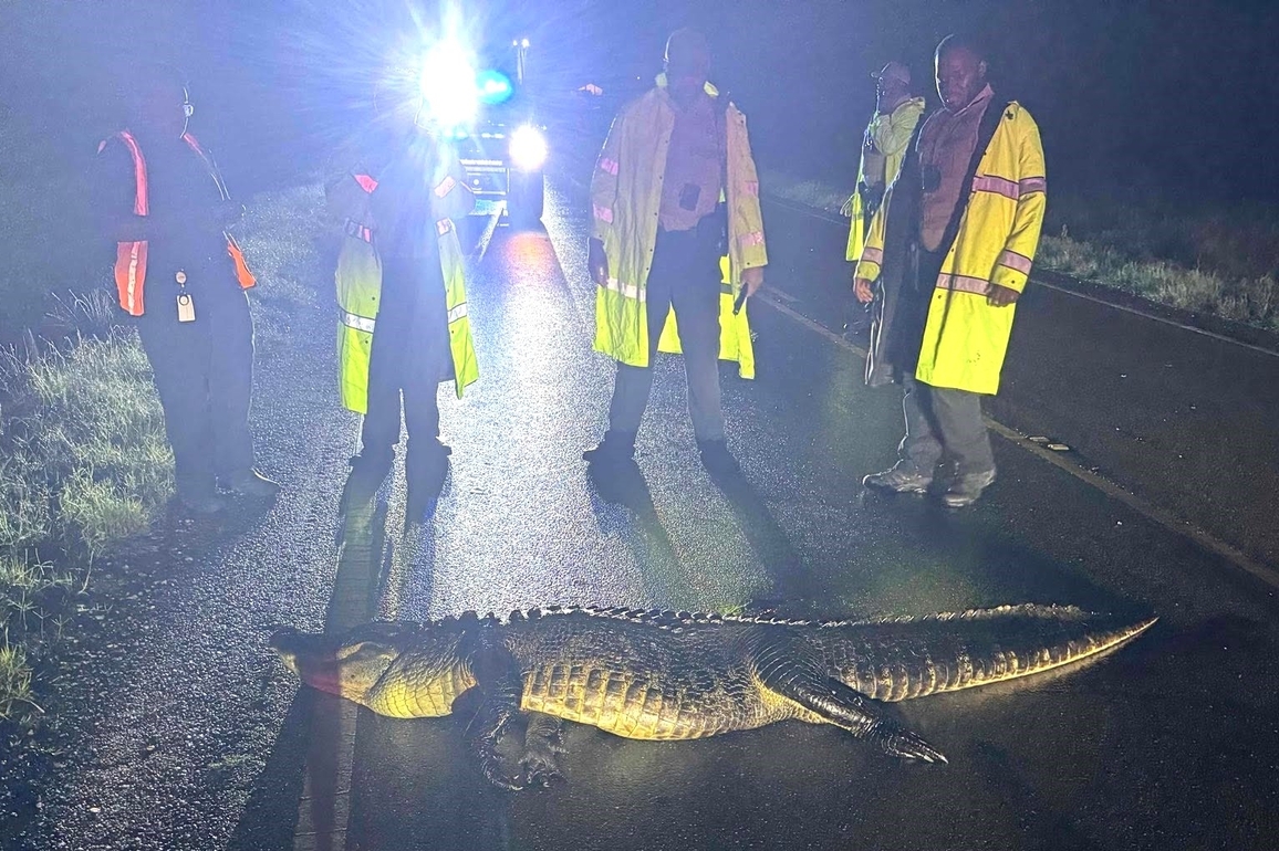 Memorial Day mishap- Large alligator killed in Montgomery County crash