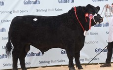Tonley lead Stirling Aberdeen-Angus trade at 24,000gns