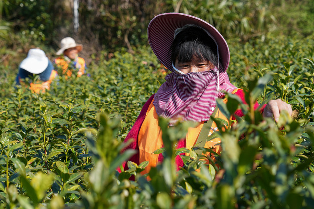 CHINA-JIANGSU-SUZHOU-TEA-HARVEST (CN)
