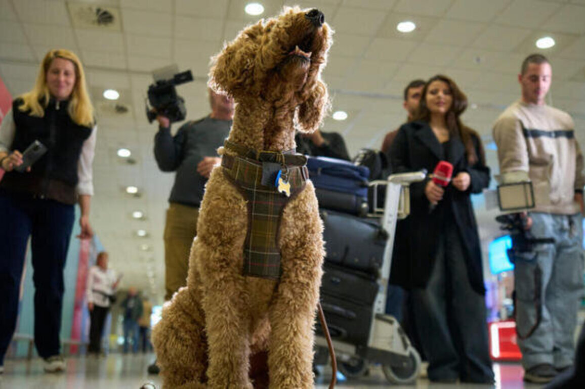 Greek animal airlift evacuates pets and owners from Middle East war