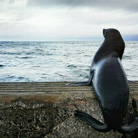 South African seal rescued from fishing hooks 