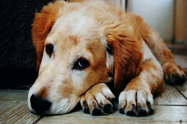 Feeding raw meat to dogs raises risk of antibiotic-resistant E.coli: Study