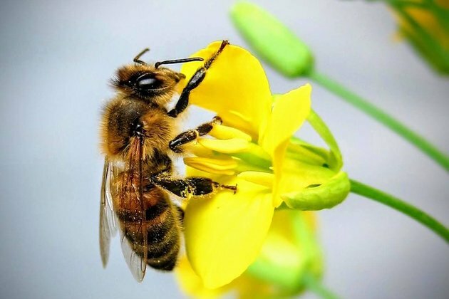 How air pollution is making life tougher for bugs