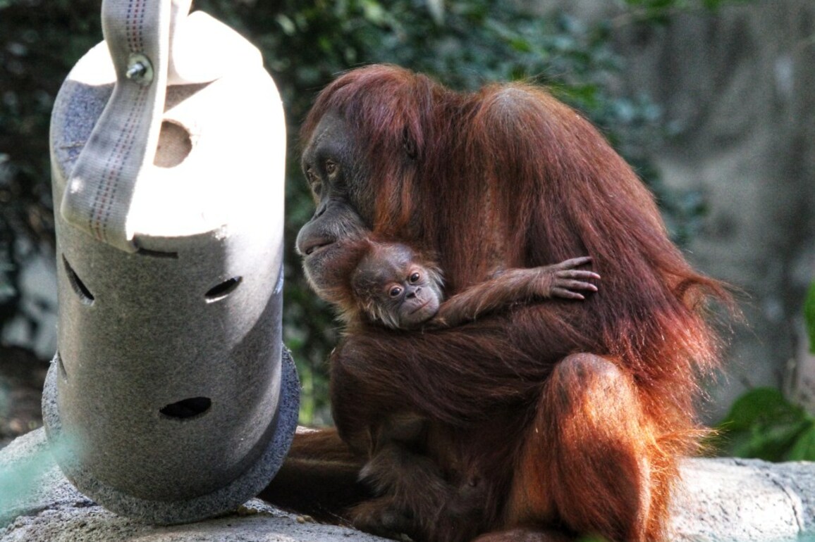 Denver Zoo orangutans escape into hallway after door malfunction