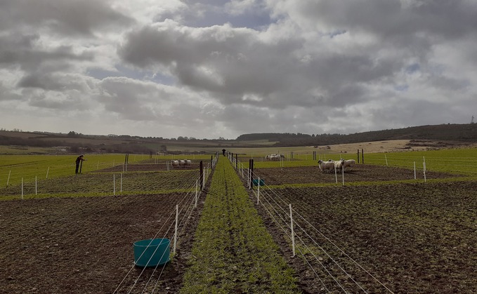 Grazing sheep on cereals does not reduce yields, Scottish trials find