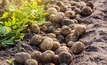 Funds to be distributed to potato growers