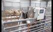  A project in a new Sheep Feed Intake Facility in WA aims to breed sheep that require less feed to produce more meat and less carbon emissions. Picture courtesy DPIRD.