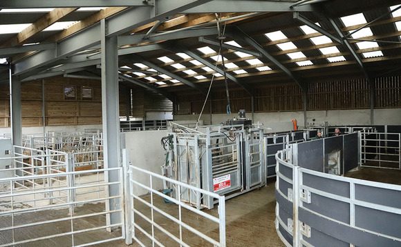 Bespoke beef handling system increases efficiency and safety