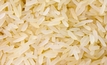 Rice varieties to be trialled in the Ord