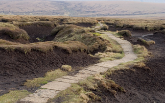 'Absurdly overdue': Government slammed over three year wait for promised ban on sale of peat composts