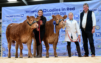 Sales round up: Limousins to 16,000gns in Ballymena, online sheep sales, Thainstone Spectacular, pedigree sheep at Welshpool