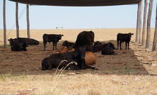 Shade helps reduce calf loss in heifers