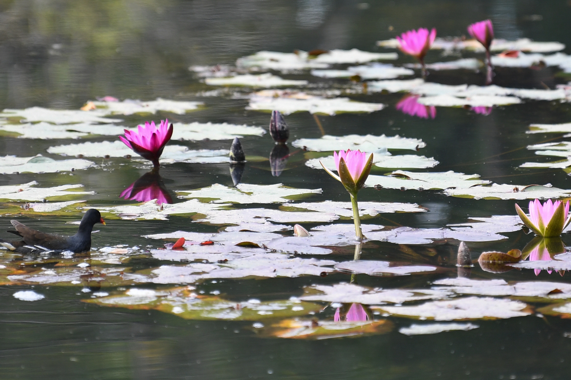 CHINA-GUANGDONG-GUANGZHOU-YUNXI BOTANICAL GARDEN-WATER LILIES (CN)