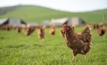 Another bird flu outbreak has been confirmed in Victoria, amid egg shortages across Australia. Are the increase in free-range systems and changing regulations to blame? 