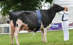 ROYAL HIGHLAND SHOW: Holstein leads dairy rings 