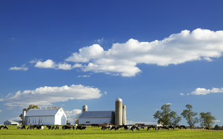 Bird flu and the dairy sector: What is happening in the US?