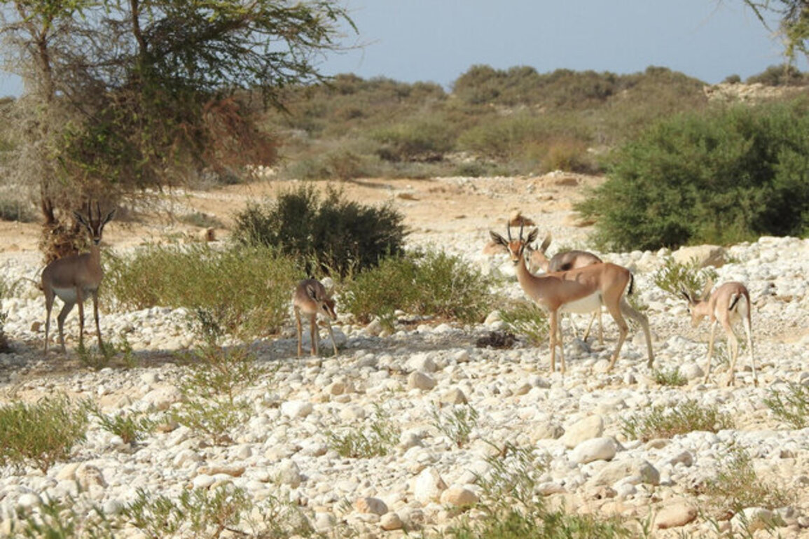 Oman secures seat on UNESCO's International Coordinating Council
