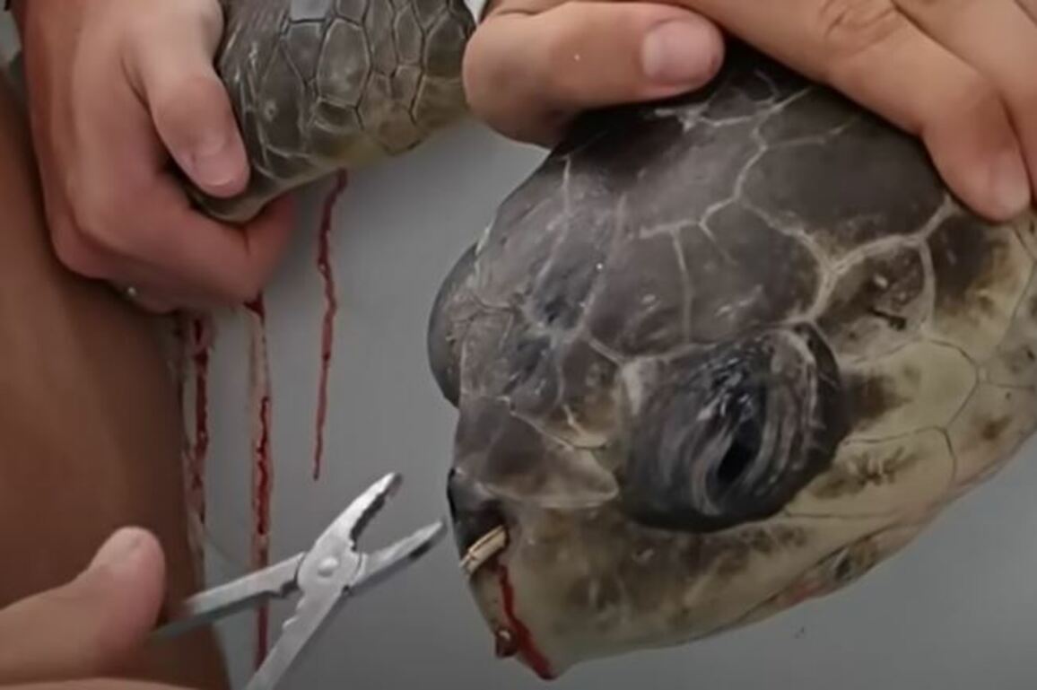 The last straw for sea turtles   Sun Sentinel