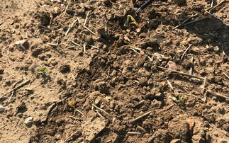 Growers warned high temperatures could leave soil 'in tatters'