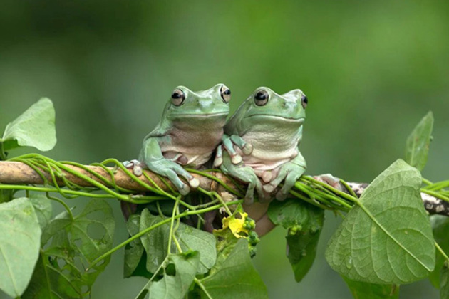 Amphibians bounce-back from Earth's greatest mass extinction: Study
