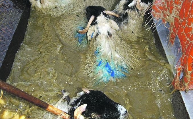Rise in sheep dip disposal charges a 'double blow' for Welsh farmers